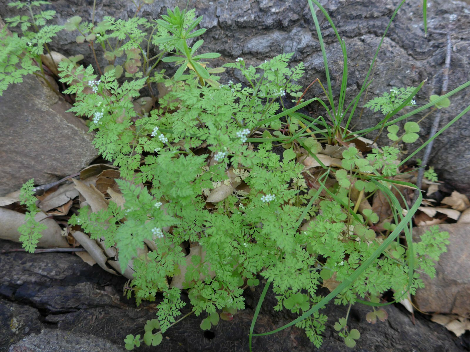 High Resolution Torilis sp. Plant